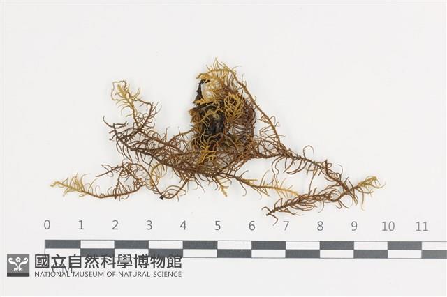 登錄號:B00015095藏品圖，第1張