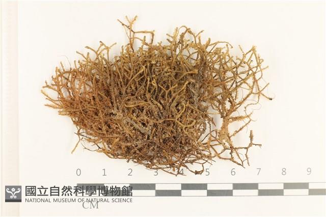 登錄號:B00005095藏品圖，第1張