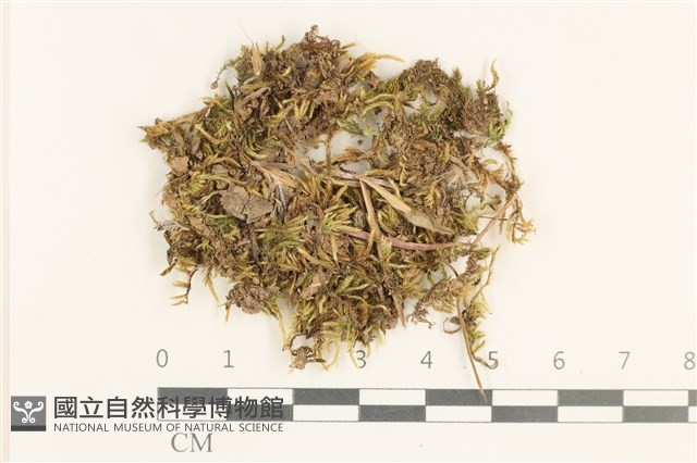 登錄號:B00013095藏品圖，第1張