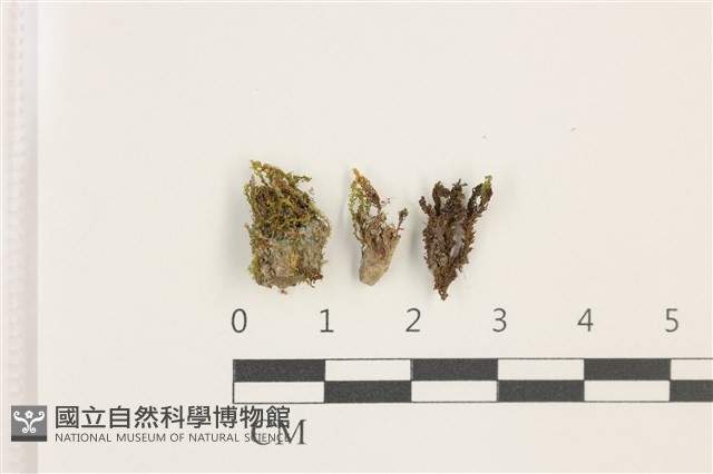 登錄號:B00003095藏品圖，第1張