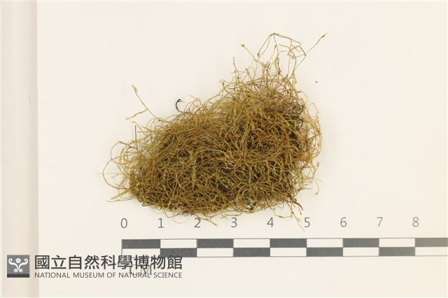 鞭枝懸蘚藏品圖，第1張