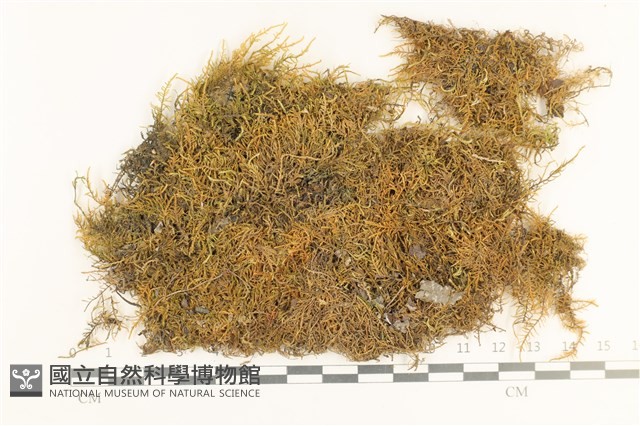 登錄號:B00012995藏品圖，第1張