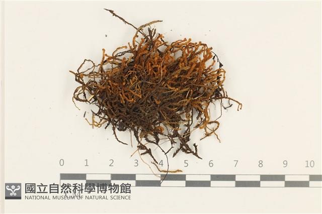 登錄號:B00018995藏品圖，第1張