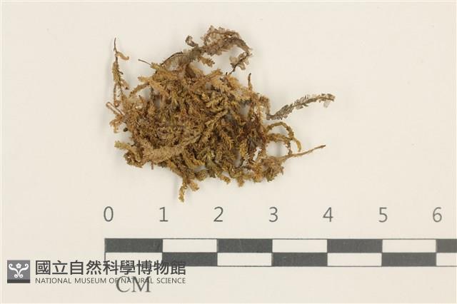 強肋蘚藏品圖，第1張