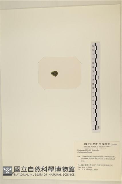 登錄號:A00004995藏品圖，第3張