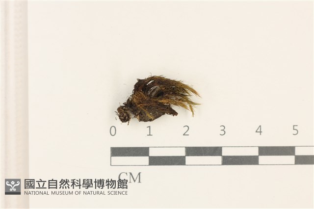 登錄號:B00002895藏品圖，第1張