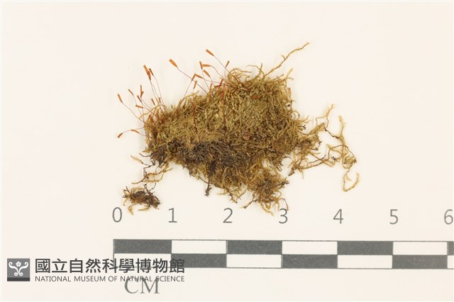 登錄號:B00004895藏品圖，第1張