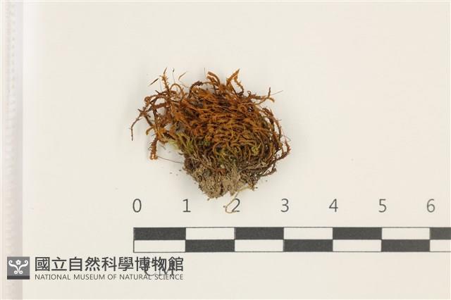 尖葉扭口蘚藏品圖，第1張