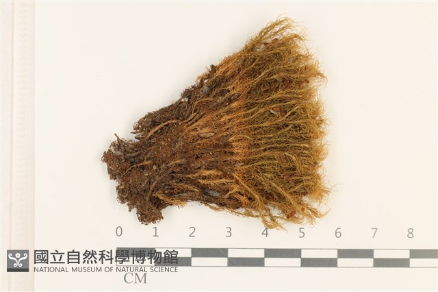 登錄號:B00005895藏品圖，第1張