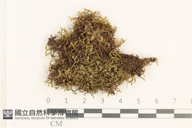 登錄號:B00010895藏品圖，第1張