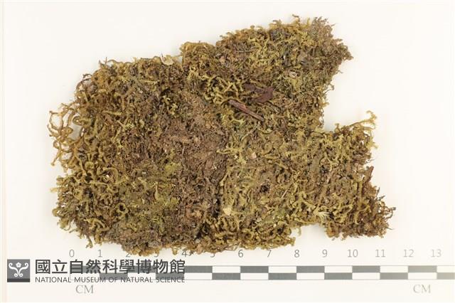 鞭苔,三裂鞭苔藏品圖，第1張