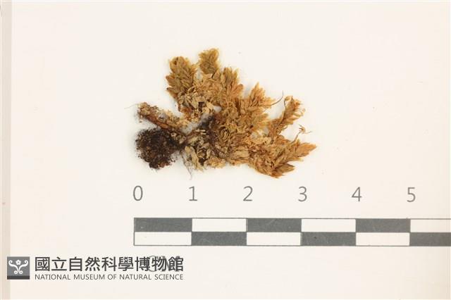 登錄號:B00005045藏品圖，第1張