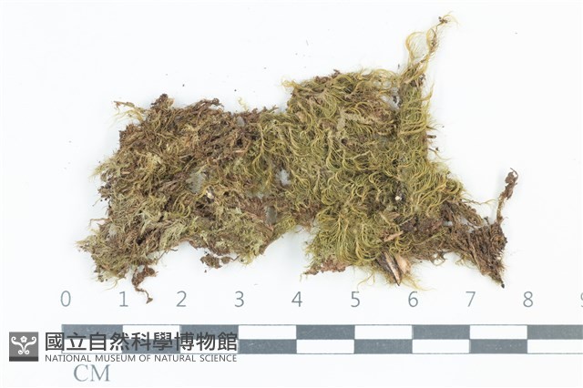 青毛苔藏品圖，第1張