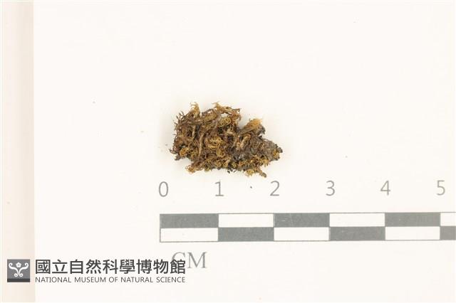 登錄號:B00010145藏品圖，第1張