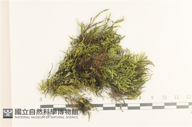 草黃濕原蘚藏品圖，第1張