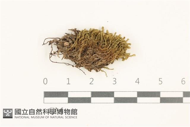 鞭苔,三裂鞭苔藏品圖，第1張