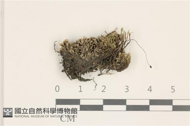 登錄號:B00011945藏品圖，第1張