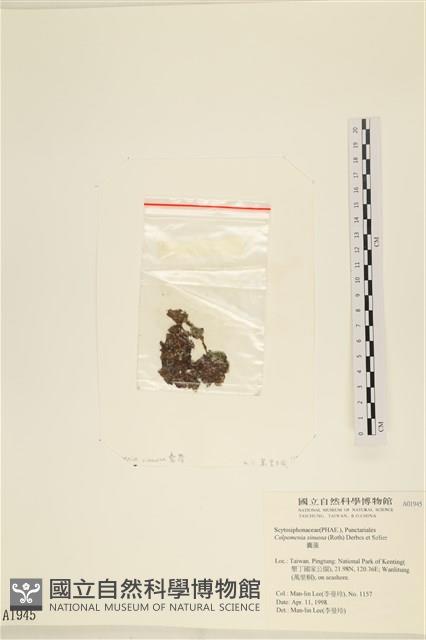 袋苔, 囊藻藏品圖，第3張