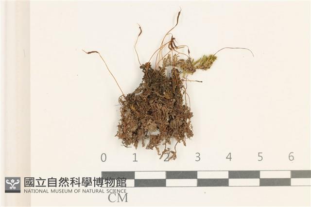 登錄號:B00014845藏品圖，第1張