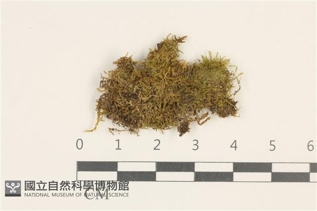 卷葉叢本蘚藏品圖，第1張