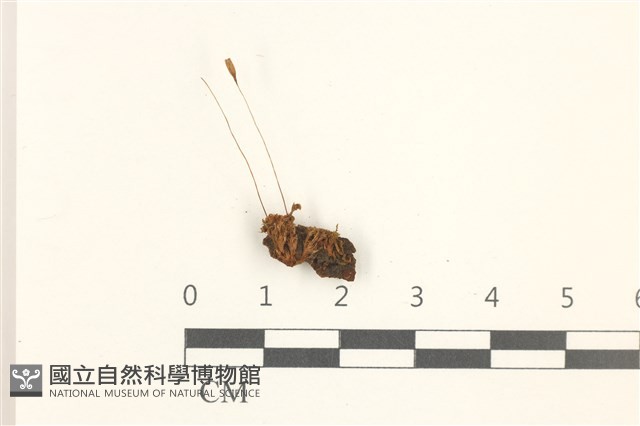 那霸短月蘚藏品圖，第1張