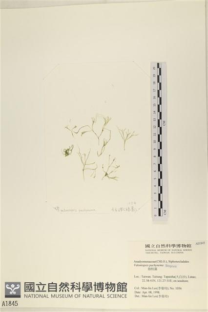 指枝藻藏品圖，第1張