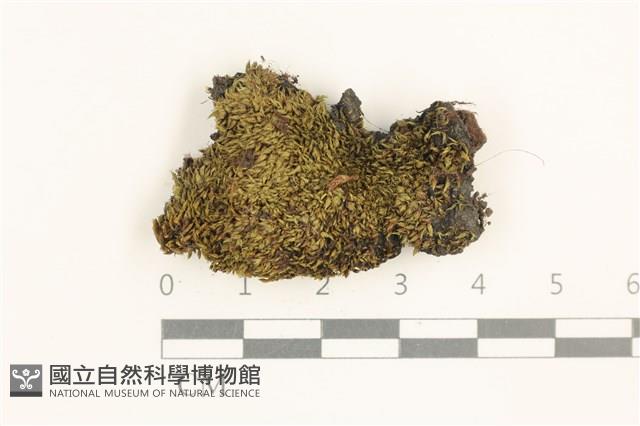 叢生真蘚藏品圖，第1張