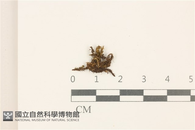 登錄號:B00008965藏品圖，第1張