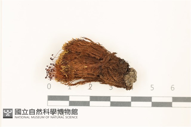 登錄號:B00016965藏品圖，第1張