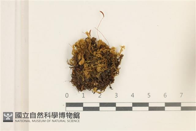 登錄號:B00004965藏品圖，第1張