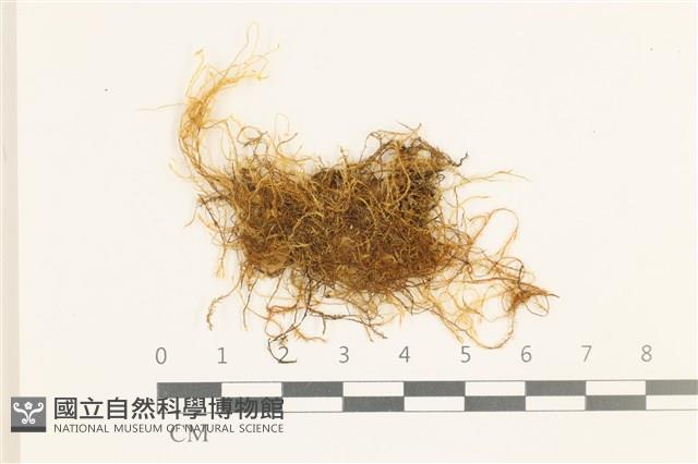 鞭枝懸蘚藏品圖，第1張