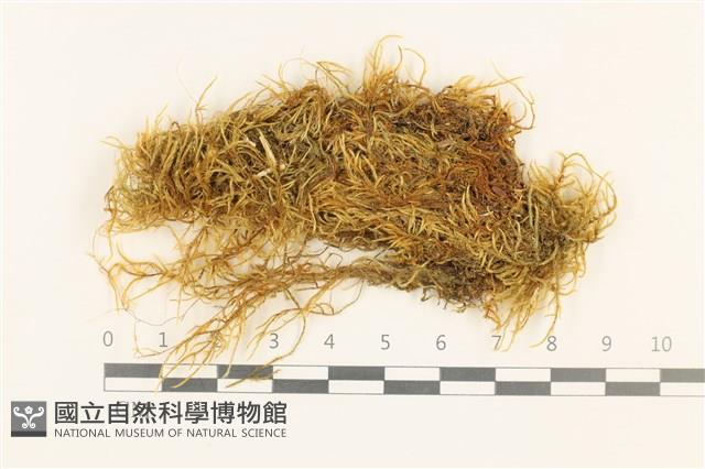 東亞小錦蘚藏品圖，第1張