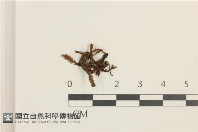 白鞭苔藏品圖，第1張
