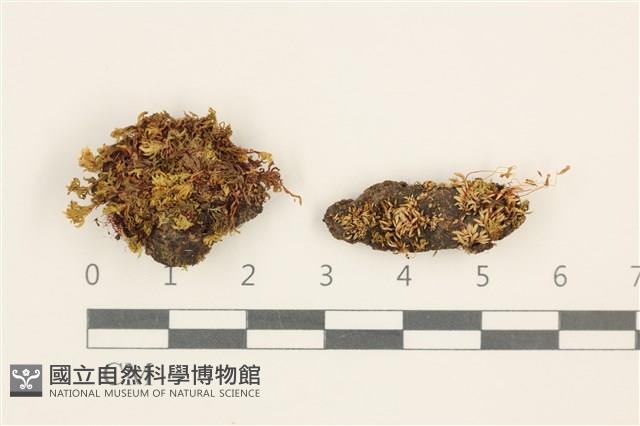 登錄號:B00014865藏品圖，第1張