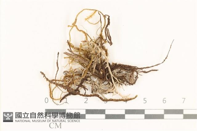 齒邊廣萼苔藏品圖，第1張