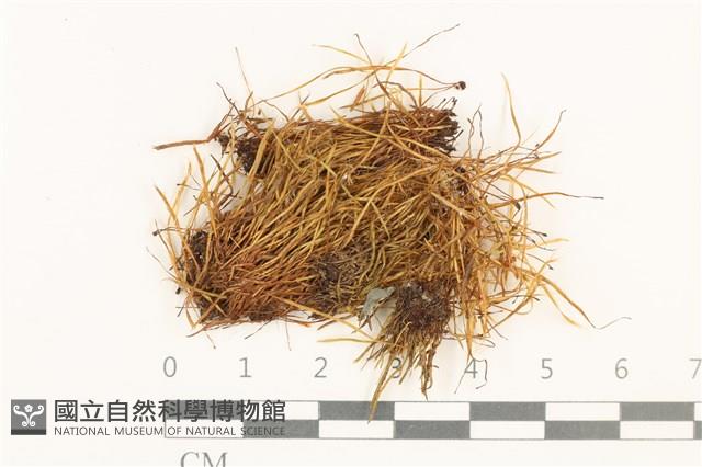 登錄號:B00001865藏品圖，第1張