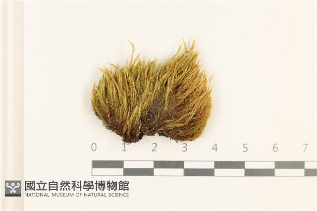 登錄號:B00012005藏品圖，第1張