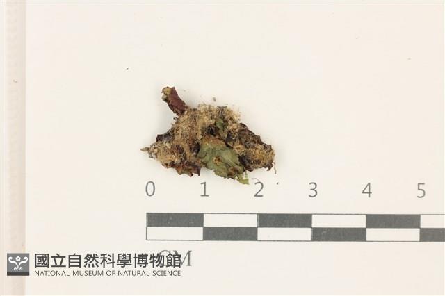蛇苔藏品圖，第1張