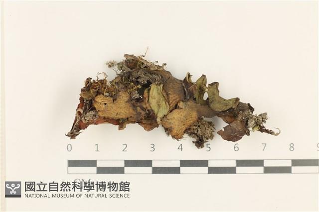 蛇苔藏品圖，第1張