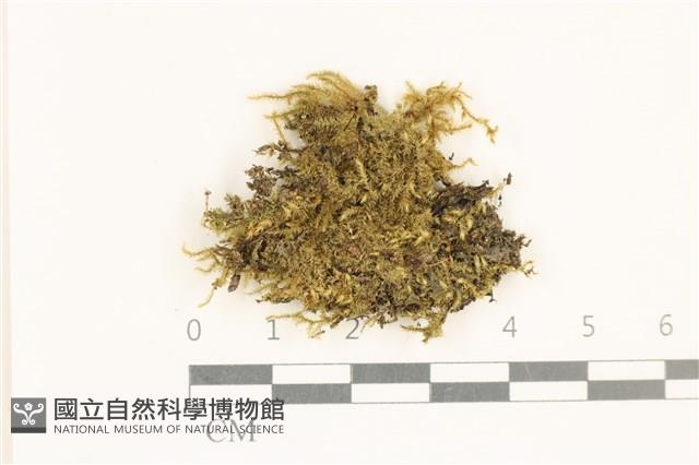 細葉櫛葉蘚, 毛葉梳蘚藏品圖，第1張