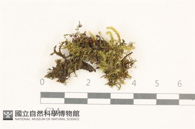 羽枝梳蘚藏品圖，第1張