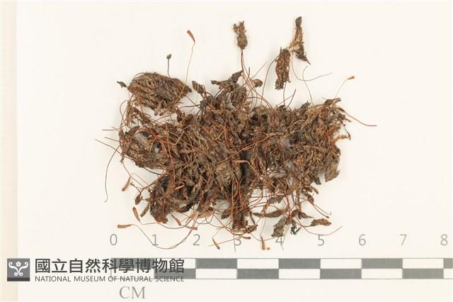 登錄號:B00004905藏品圖，第1張