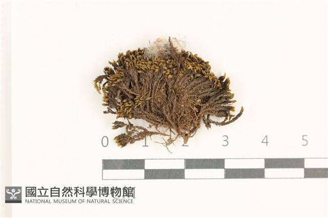 登錄號:B00017905藏品圖，第1張