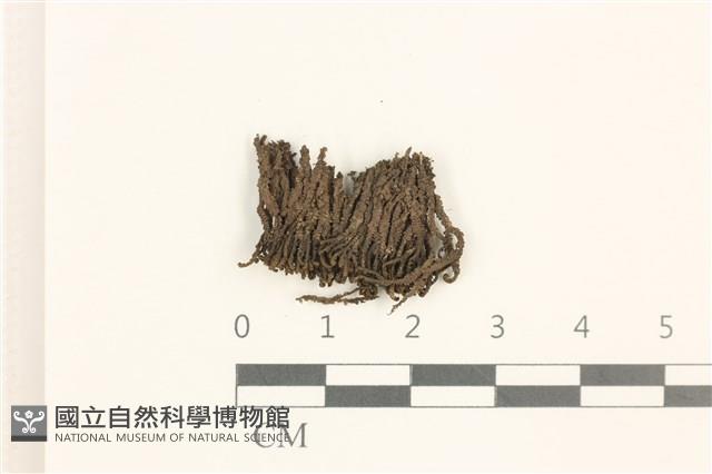 白鞭苔藏品圖，第1張