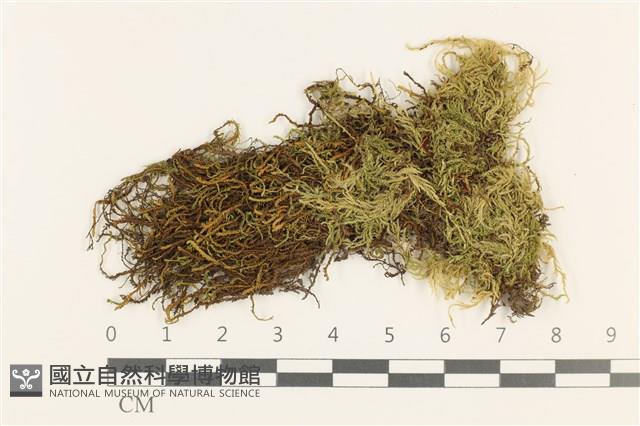 白青蘚藏品圖，第1張