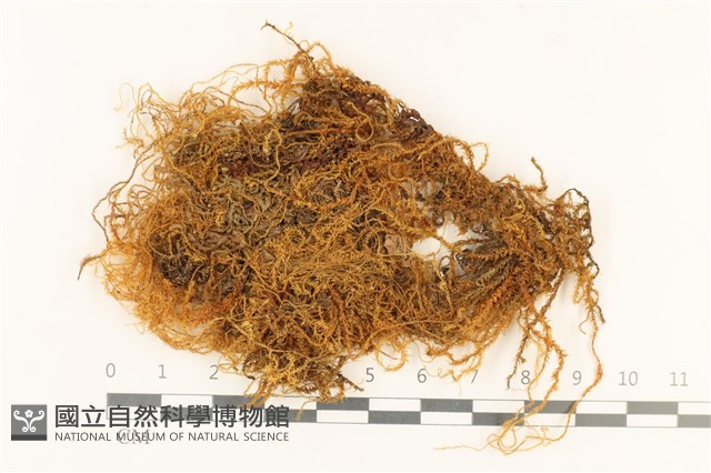 登錄號:B00004805藏品圖，第1張