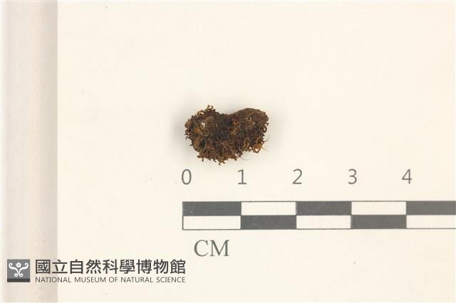登錄號:B00015805藏品圖，第1張