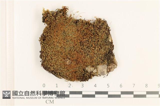 那霸青蘚藏品圖，第1張