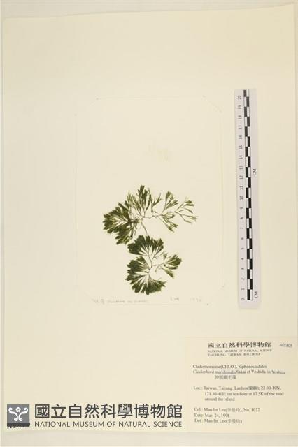 伸展剛毛藻藏品圖，第1張