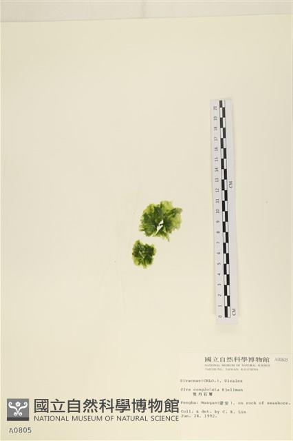 茶花石蓴, 牡丹菜藏品圖，第3張